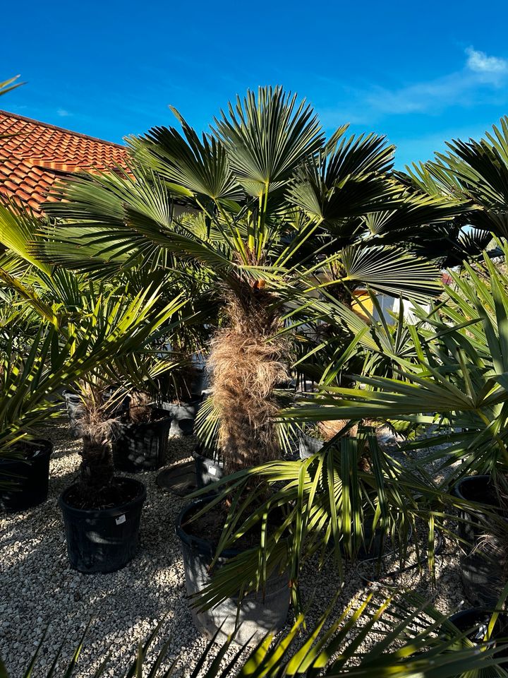 Hanfpalme Trachycarpus „Wagnerianus“, frosthart in Straußfurt