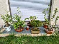 Bonsai Konvolut und Buddha Figur von 3 bis 299 Euro Baden-Württemberg - Ludwigsburg Vorschau