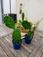 2 Opuntia Feigenkaktus Kakteen Sachsen - Mittweida Vorschau