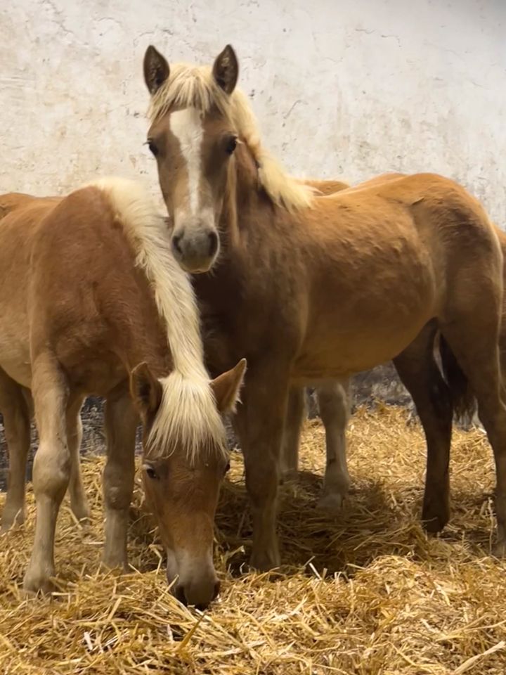 Schöne Haflinger zu verkaufen in Sprockhövel