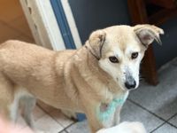 Liebe  GRACE ❤️ aus dem Tierschutz sucht ihre Familie Dithmarschen - Hollingstedt b Delve Holst Vorschau