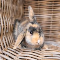 Kleine Zwergkaninchen abzugeben, geimpft/teilw kastriert Rheinland-Pfalz - Haßloch Vorschau