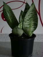 Zimmerpflanze Sansevieria Twins (Bogenhanf/Schwiegermutterzunge) Hessen - Eltville Vorschau