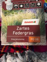 Federgras zartes  Samen Saatgut neu stipa tenuissima Nordrhein-Westfalen - Mönchengladbach Vorschau