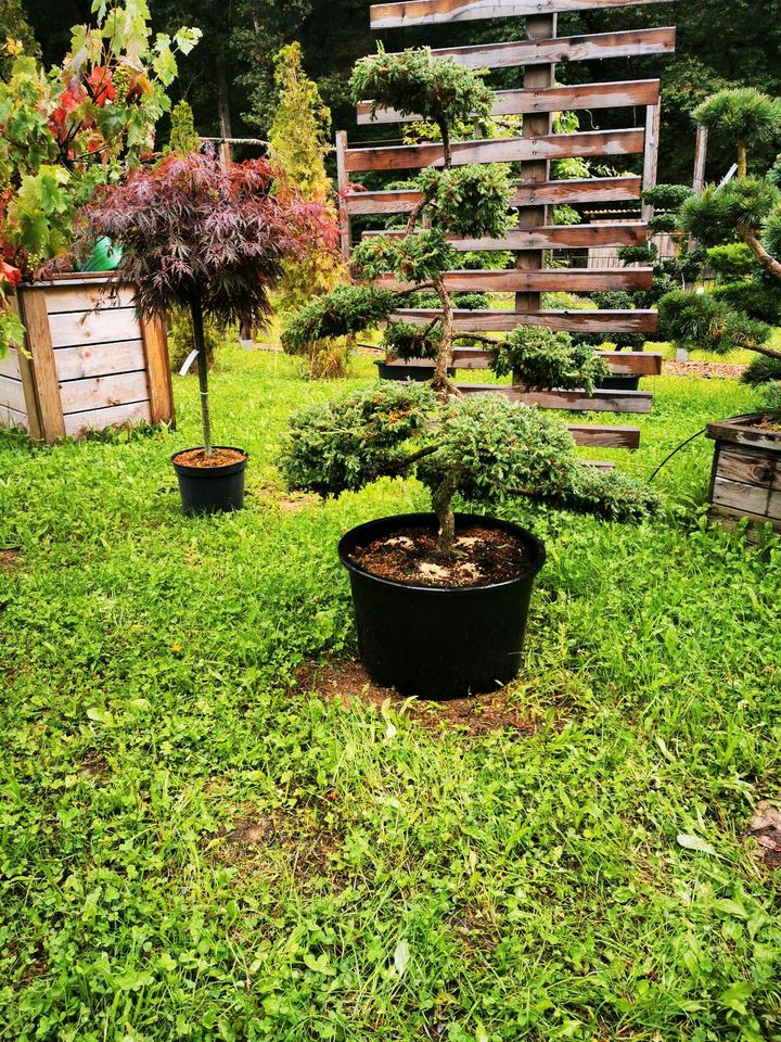 Wacholder Gartenbonsai Formgehölze Formschnitt Japangarten in Bogen Niederbay