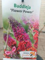 Sommerflieder Buddleja davidii 'Flower Power' Nordrhein-Westfalen - Simmerath Vorschau