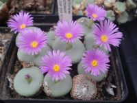 Conophytum wettsteinii  NW  Steinkopf Nordrhein-Westfalen - Höxter Vorschau