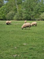 Schafe - Schwarzkopf - Fleischschafe Mecklenburg-Vorpommern - Besitz Vorschau