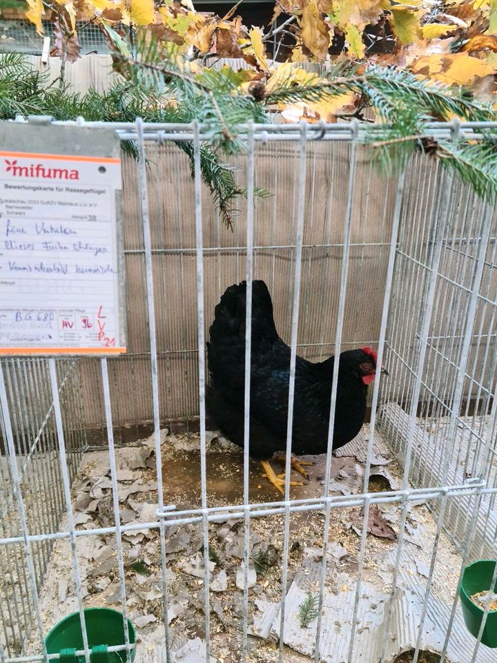 Bruteier der Großen Schwarzen Barnevelder Hühner in Wirsberg