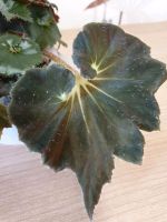 Begonia - Begonie Niedersachsen - Delmenhorst Vorschau