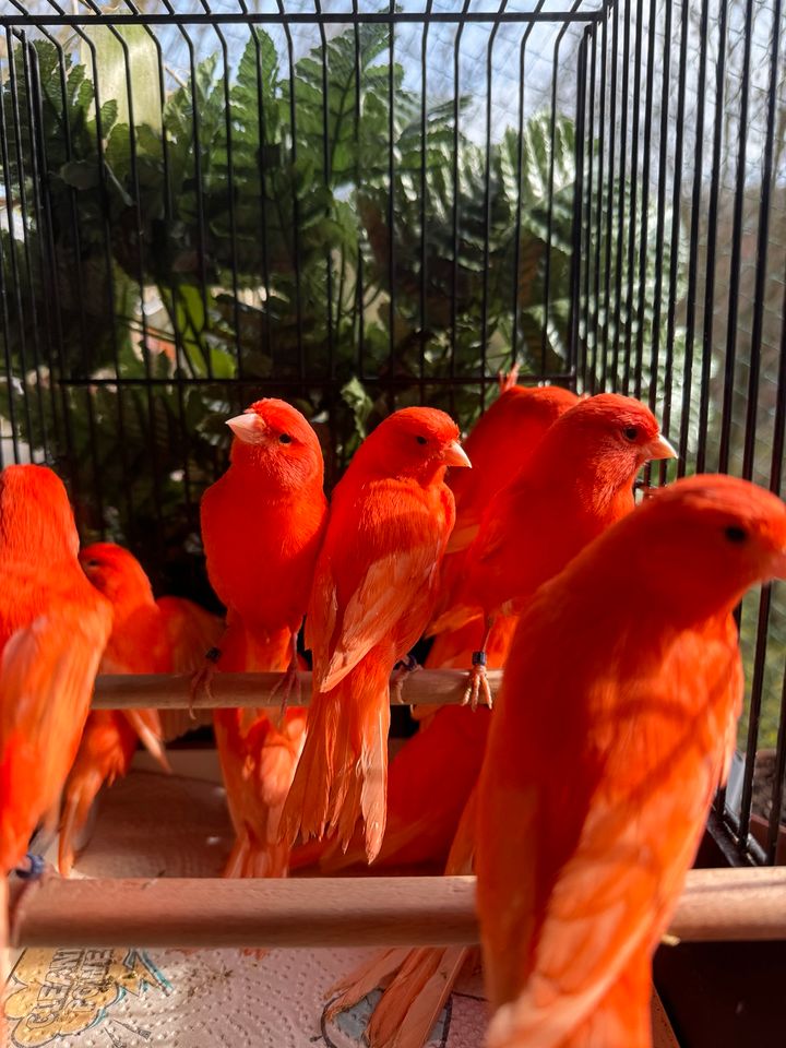 13 rote Kanarienvögel, rot, männlich von 2023 Stück 60 € in Laatzen