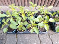 1 Euro Bio Paprika rotPflanzen Frucht Gemüse Garten Versorgung Hessen - Gründau Vorschau