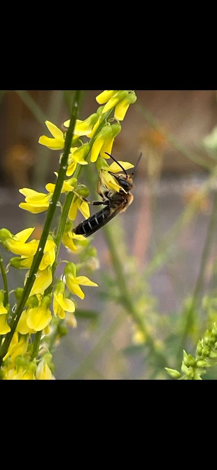 30 Samen Echter Steinklee, Insektenmagnet Natur Garten Sommer in Baldham