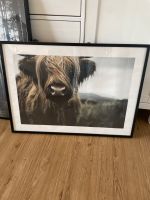 Desenio Bild Scottish Highland Cattle Nordrhein-Westfalen - Kalkar Vorschau