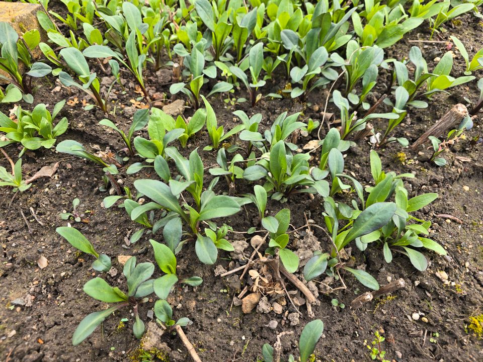 Herbstaster lila winterharte Staude Bauerngarten Ableger in Leipzig