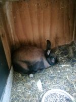 Hase, Kaninchen Brotterode-Trusetal - Trusetal Vorschau
