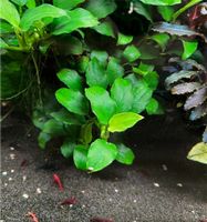 Anubias barteri var. nana 'Mini' Thüringen - Themar Vorschau