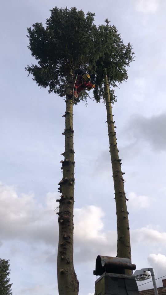 Baumpflege Baumfällung Gartenarbeit Grundstückspflege in Oberthal