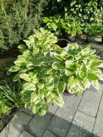 Hosta, Funkien Nordrhein-Westfalen - Warendorf Vorschau