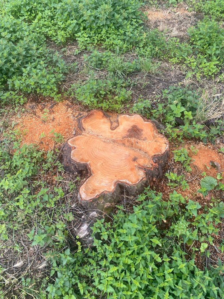 Wurzelstock entfernen, Baumstumpf entfernen, Wurzelfräsen, fräsen in Wiesbaden