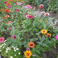 Blumensamen Zinnien und Mutterkraut sowie andere Samen Leipzig - Großzschocher Vorschau