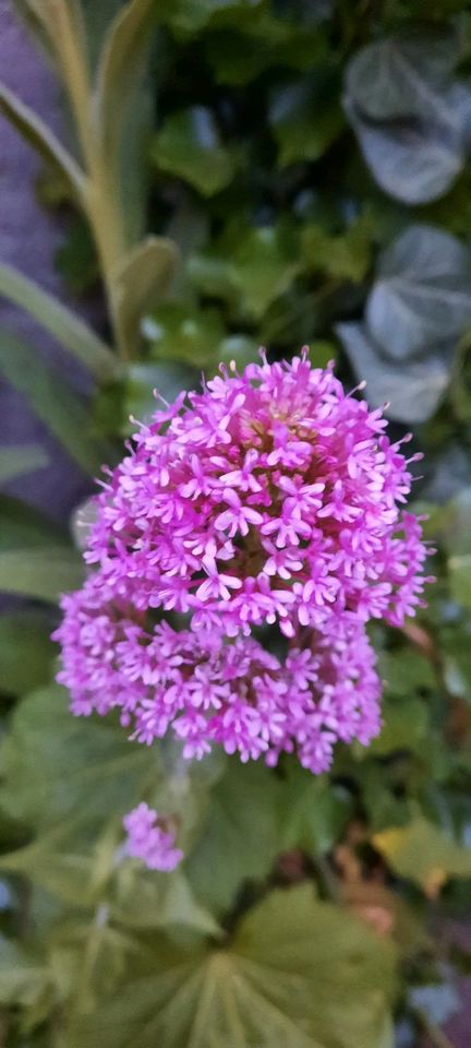 Samen Spornblume weiß-rosa-pink mehrjährig in Schwerin