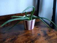 Aloe Vera Ableger Hessen - Kassel Vorschau