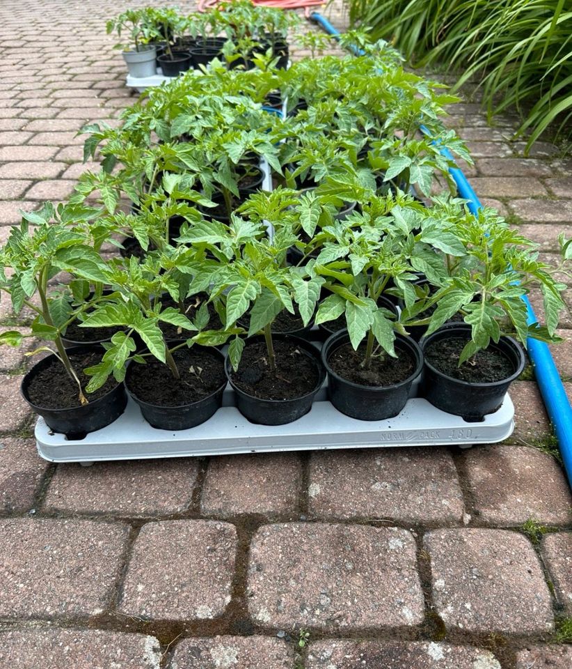 Tomatenpflanzen 100 % Bio in Rüsselsheim