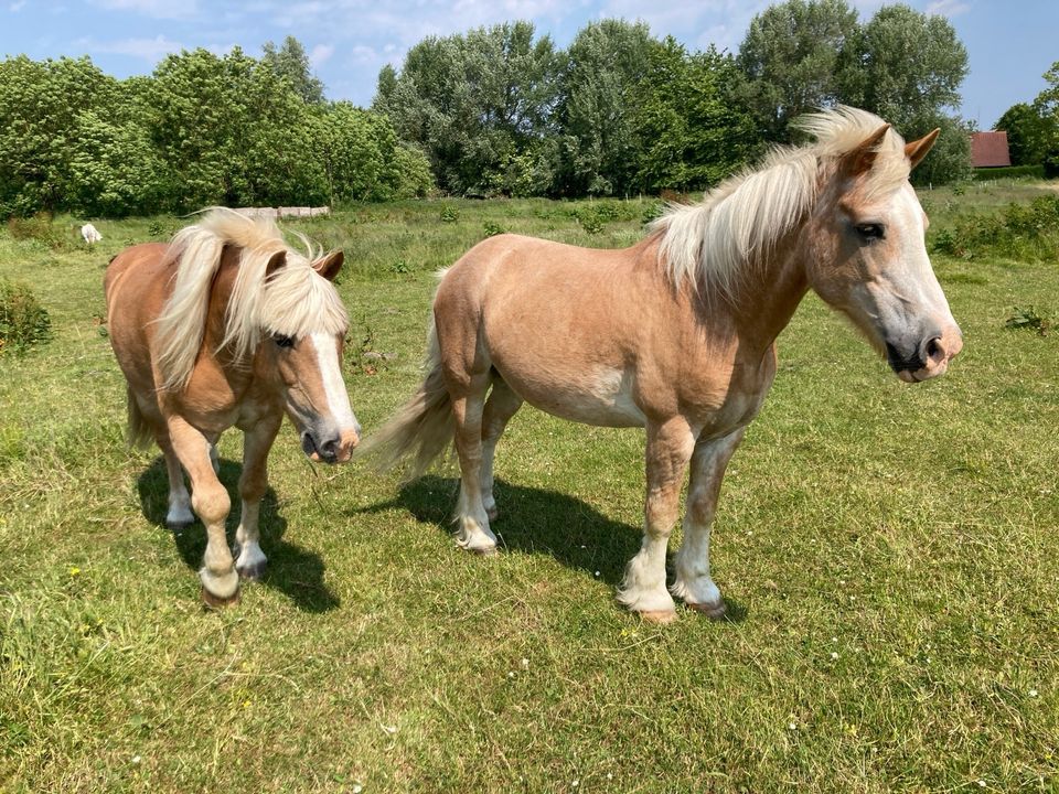 Ponys, Pferde, Welsh , Haflinger zu verkaufen in Wittmund