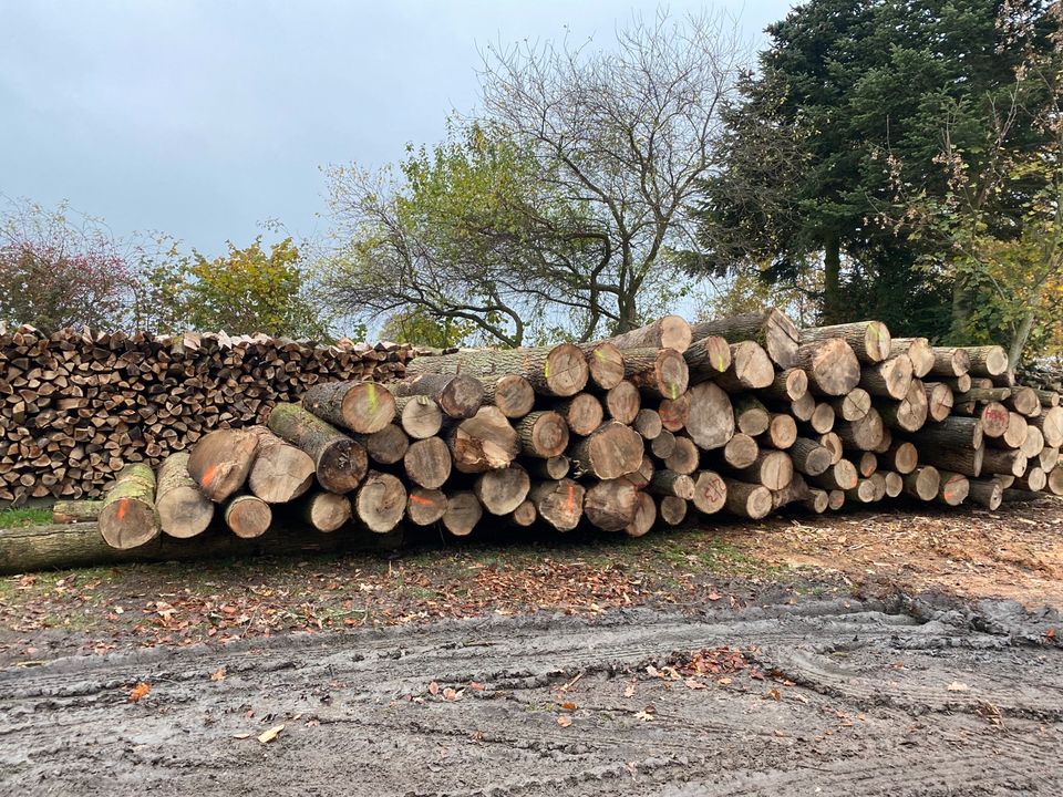 Brennholz Ofenholz Kaminholz Buche in Schellhorn (bei Preetz, Holst)