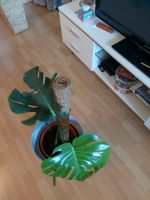 Monstera Pflanze Schleswig-Holstein - Güby Vorschau