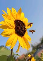 Bienenvölker Buckfast Nordrhein-Westfalen - Uedem Vorschau