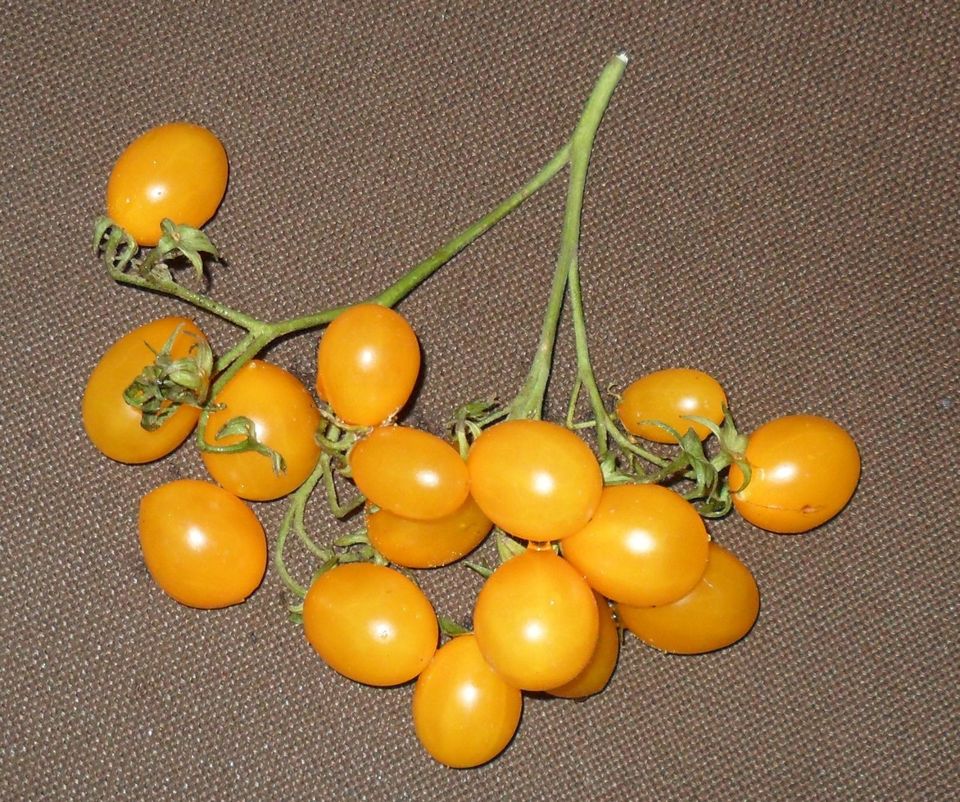 Obst, Tomatensamen, seltenes Gemüse, seltene Tomaten Samen rar Bi in Krefeld