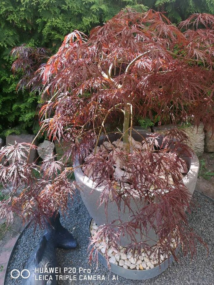 Japanischer Arhorn Baum bonsai... in Tüttleben