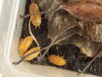 Orange Kubanische Asseln (Porcellionides pruinosus) Bayern - Markt Schwaben Vorschau