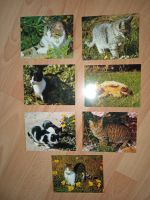 7 süße Katzenbilder, ca. 9x13 Bilder, Katzen, Deko Nordrhein-Westfalen - Haan Vorschau