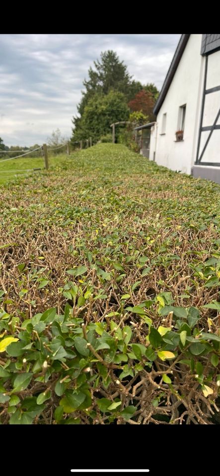 Gartenarbeit & Jahrespflege & Heckenschnitt & Objektpflege in Bottrop