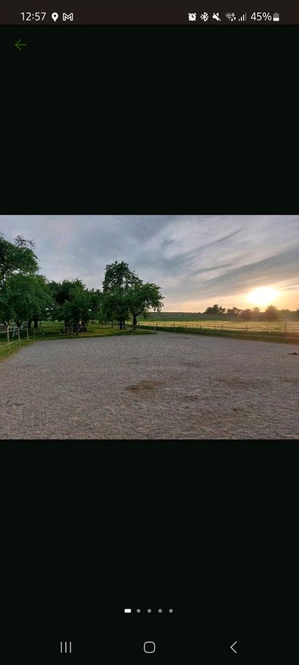 Offenstall Platz für Wallach frei / Pferde / Pony in Hohentengen