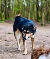 JOSIE Schäferhund Husky Mischling Tierschutz Hund Hündin Schleswig-Holstein - Wangels Vorschau