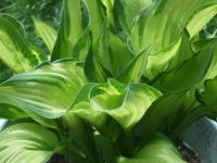 Hosta Hybride 'Fortunei Albopicta' – Grünrand-Funkie - XL-Pflanze Brandenburg - Falkensee Vorschau