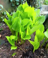 Funkien, Hosta, ca 25 cm, Hessen - Mücke Vorschau