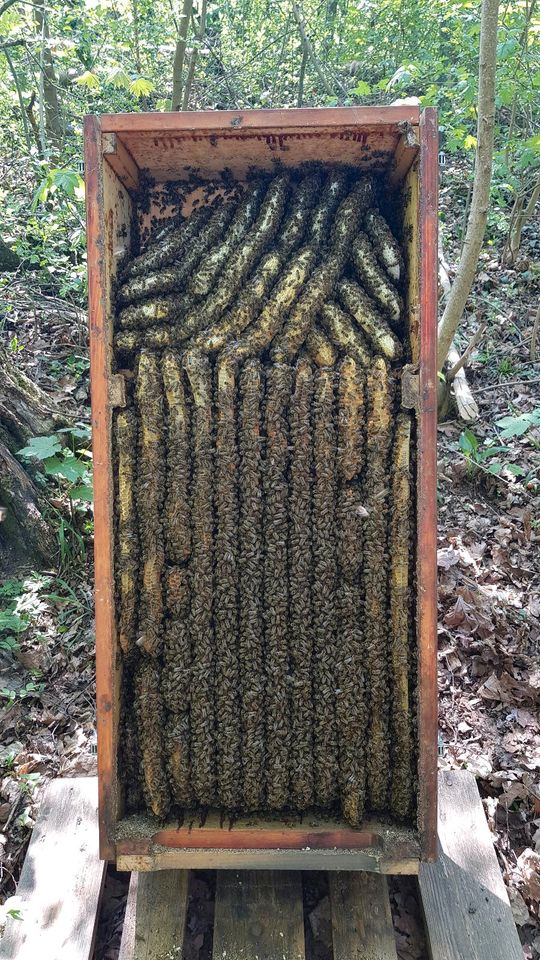 Bienenschwarm im Garten - Imker hilft in München