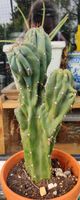 Schöner großer Kaktus ca 35cm Nordrhein-Westfalen - Hilden Vorschau