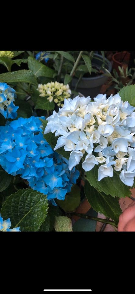 Hortensie Blume Pflanze Strauch pflegeleicht in Heidelberg