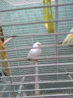 Kanarien, Kanarienvogel in weiß  zu verkaufen Hessen - Bad Nauheim Vorschau