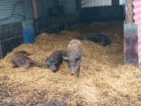 Duroc-Schweine Fleisch Bayern - Offingen Vorschau