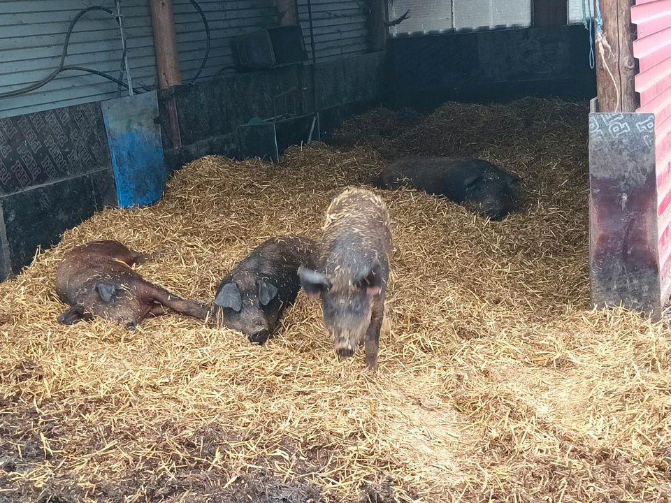 Duroc-Schweine Fleisch in Offingen