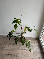 Philodendron Florida Beauty Pflanze Bayern - Bodenkirchen Vorschau
