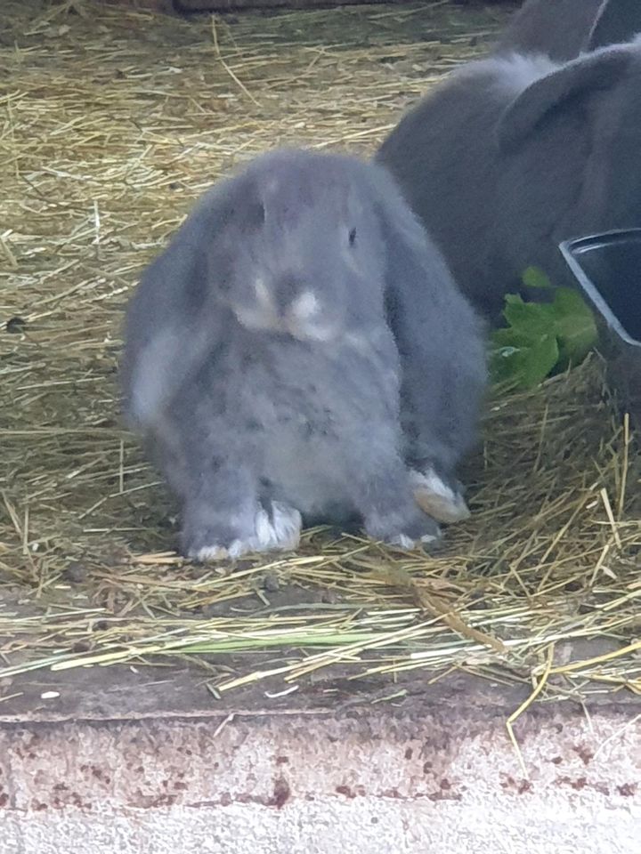 Deutsche Widder Jungtiere in Neunkirchen Siegerland