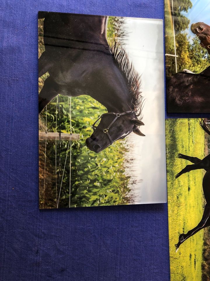 Drei Fotos auf Glas von einem  Trakehner (Pferd) in Hannover